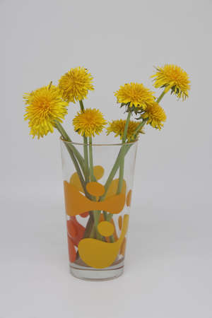 In a vase a Bright yellow bouquet of field dandelions, plucked from a spring meadow, on a white backgroundの写真素材
