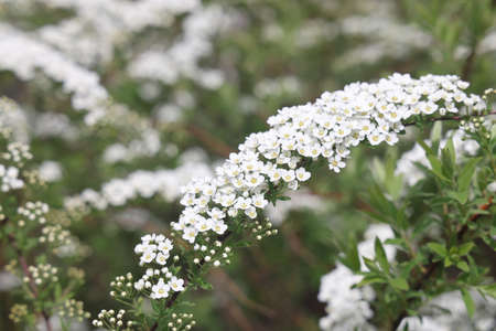 Blossom of Spirea nipponica Snowmound in springtime. White flowers of spirea in garden. Decorative...