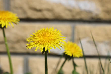 dandelions on a sunny day. dandelions in spring. flowering dandelions closeupの写真素材