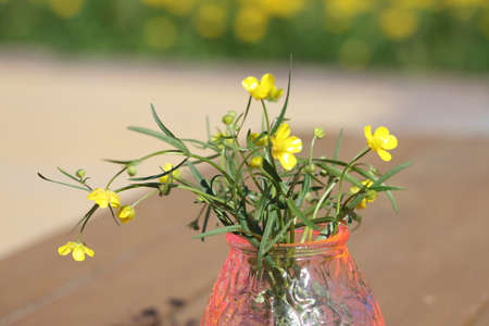 Beautiful bouquet of yellow buttercups flowers. Ranunculus acris meadow buttercup, tall buttercup,...