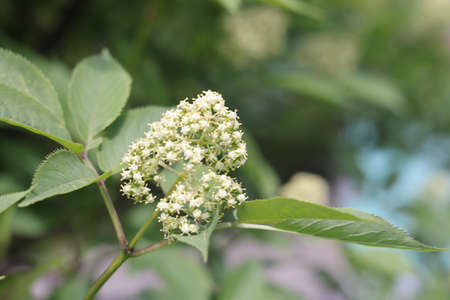 Elderberry blossom, close up. Elderberry flowers, outdoor nature background. Elderberry flowers,...