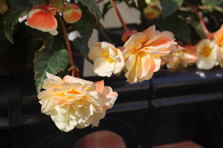 Close up of pink begonia flowers showing their textures, patterns and details in a flower pot photographed with natural lightの写真素材