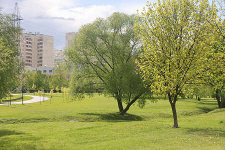Lush greenery of trees and lawns in the park, urban landscape parkのeditorial素材