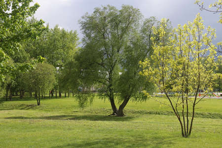 Lush greenery of trees and lawns in the park, urban landscape parkのeditorial素材