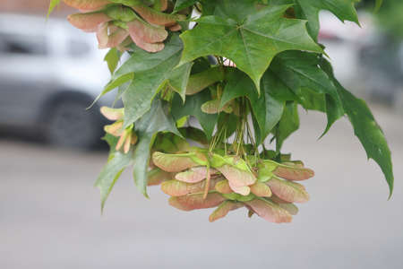 Green maple leaves and seeds after the rain, green plant background
