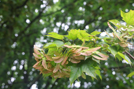 Green maple leaves and seeds after the rain, green plant background
