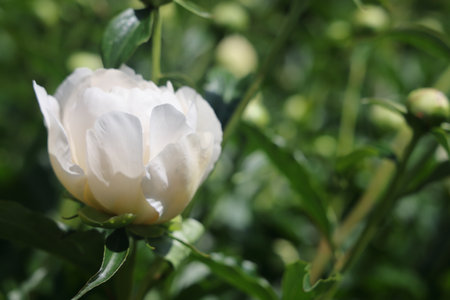 Peonies flower bloom on background of blurry peonies flower in peonies gardenの写真素材