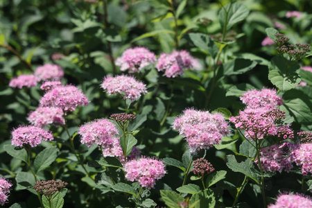 Spiraea japonica, Japanese meadowsweet, Japanese spiraea, or Korean spiraea