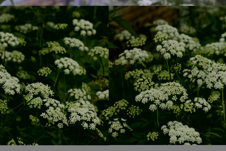 Snotweed flower growing in a summer meadow, white umbellate flowers, openwork floral background