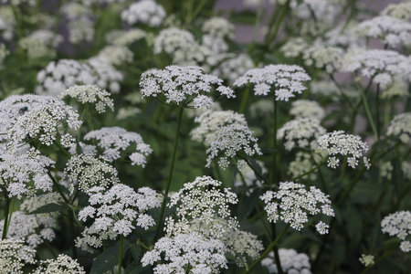 Snotweed flower growing in a summer meadow, white umbellate flowers, openwork floral background
