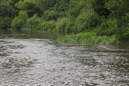 the banks of a small river are overgrown with grass and bushes