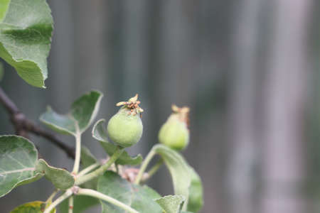 Ovary fruit apple. Young apples on the tree begin to ripen image