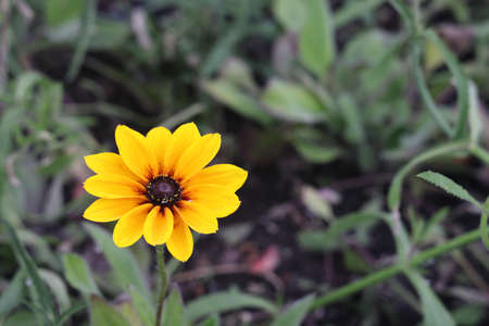 rudbeckia hirta in flower bed in cottage garden with yellow ray florets