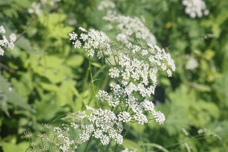 Common goatweed, Aegopodium podagraria, is an herbaceous umbrella plant used as food in salads. View...