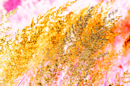 Dry grass outdoors in light pastel colors. Abstract natural background. Beautiful pattern in neutral colors. Changed color scheme. Minimalistic, stylish, trendyの写真素材