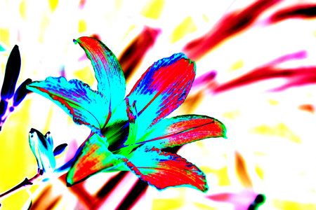 flower yellow lily on white background beautiful flower for designersの写真素材