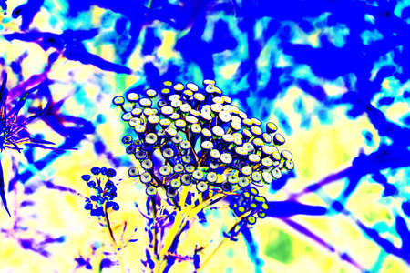 Tanacetum vulgare, common tansy, golden buttons, tansy. Golden yellow tansy flowers close-up...