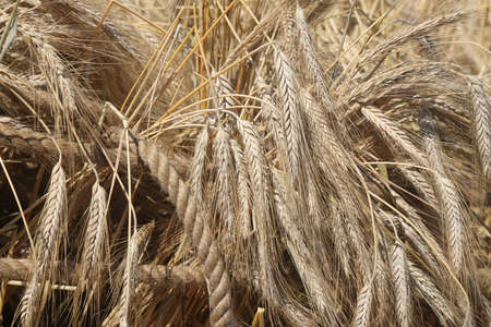 Ripe ears of rye close-up. Grain agricultural plants. grain harvest