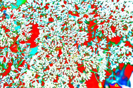 Close-up top view of an acre of stonecrop, commonly known as golden moss stonecrop, mossy stonecrop, golden stonecrop. Changed color scheme. colorful backgroundの写真素材