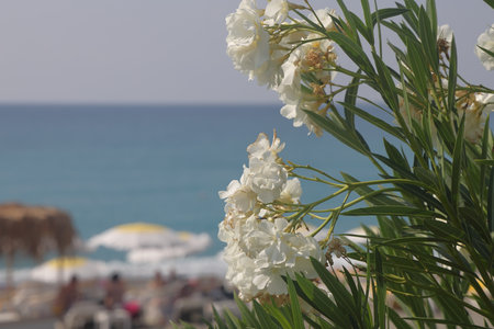 Blooming bougainvillea on the beach against the backdrop of the Mediterranean Sea and vacationersの写真素材