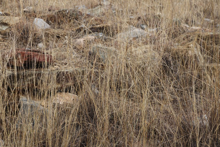 Dry grass on a stony field, scattered stones in dry grassの写真素材