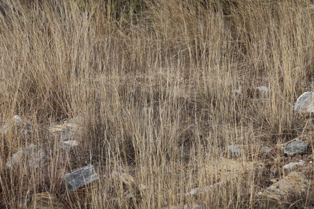 Dry grass on a stony field, scattered stones in dry grassの写真素材