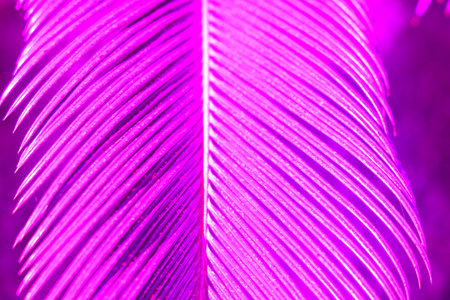 Tropical palm leaves, floral pattern background, real photo. palm leaf. Changed color scheme....