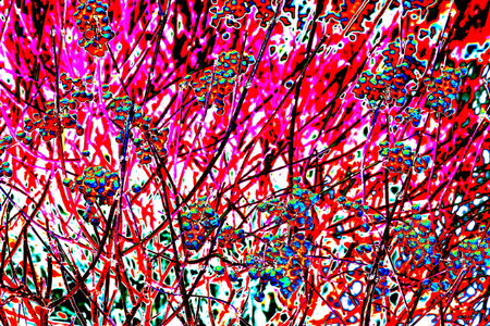 Icy red winter berries in winter, icicles hanging covered in ice from an ice storm. A branch after freezing rainの写真素材