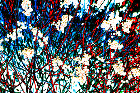 Icy red winter berries in winter, icicles hanging covered in ice from an ice storm. A branch after...