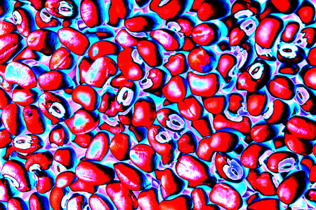 white bean grains and variegated beans, scattered