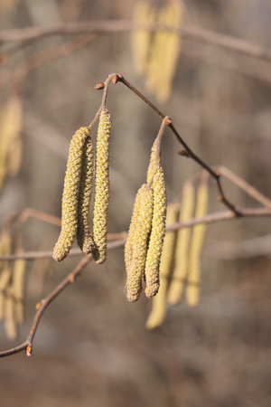 Hazelnut earrings on a branch in early spring. Flowering hazelnut. Hazel earrings on branchesの写真素材