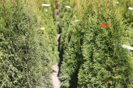 seedlings in the nursery, plants for sale, landscapingの写真素材