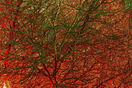 bare branches of bushes covered with first snow, changed color schemeの写真素材