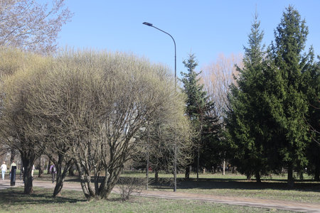 view of spring landscape park, South Butovo, Moscow, April 2025の写真素材