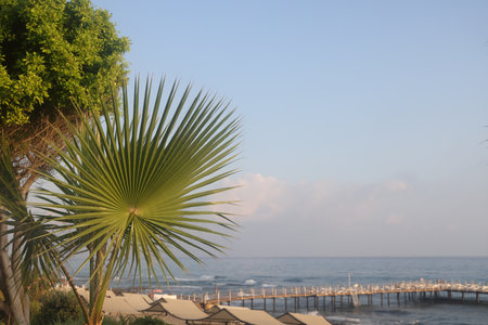 green palm leaf against the sea, pierの写真素材
