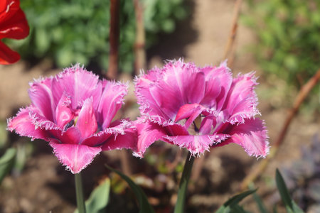 two pink flowers, pink flowers on a garden plot, May 2025の写真素材