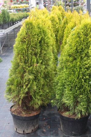 coniferous seedlings, pine in the garden, close-up of a green pine, nurseryの写真素材