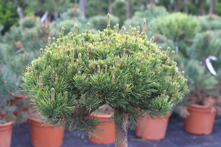 coniferous seedlings, pine in the garden, close-up of a green pine, nurseryの写真素材