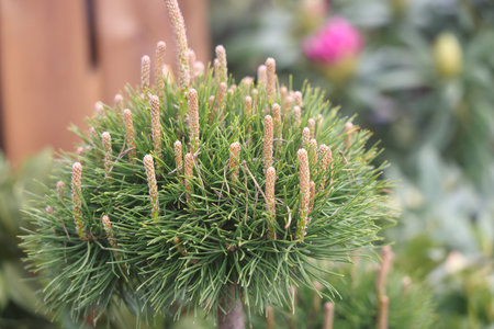 coniferous seedlings, pine in the garden, close-up of a green pine, nurseryの写真素材