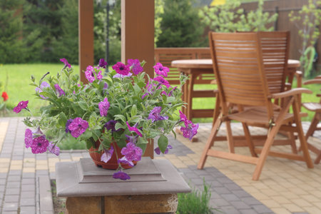 pots with petunias, flowers in baskets on a summer cottageの写真素材