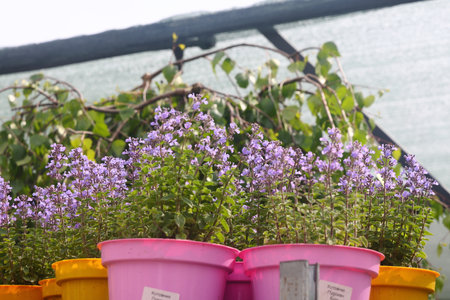 seedlings in pots for sale, sale of flower seedlings in a nurseryの写真素材