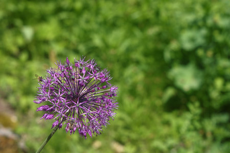 blooming ornamental onion, purple ball-shaped flower, openwork ballの写真素材
