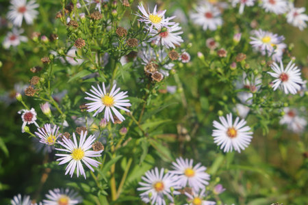 willow aster, aster amellus, symphyotrichum novi belgiiの写真素材