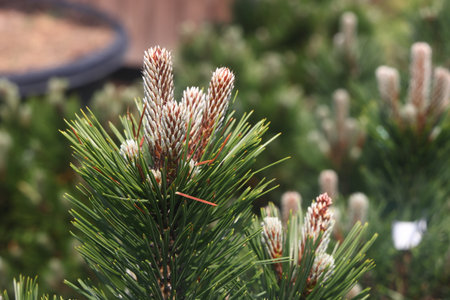 young pine shoots, conifer seedlings for sale in a nurseryの写真素材