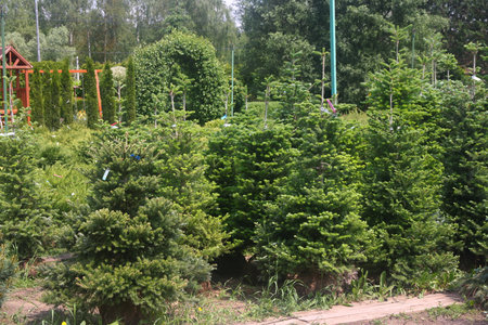 pine runners, coniferous seedlings for sale in a nursery, coniferous seedlings, landscape designの写真素材