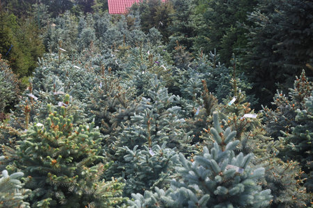 pine runners, coniferous seedlings for sale in a nursery, coniferous seedlings, landscape designの写真素材