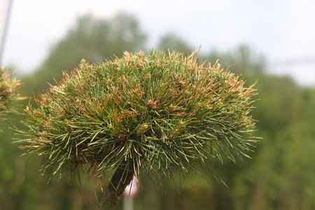 pine runners, coniferous seedlings for sale in a nursery, coniferous seedlings, landscape designの写真素材