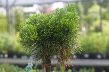 pine runners, coniferous seedlings for sale in a nursery, coniferous seedlings, landscape designの写真素材