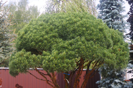 pine runners, coniferous seedlings for sale in a nursery, coniferous seedlings, landscape designの写真素材