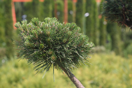 pine runners, coniferous seedlings for sale in a nursery, coniferous seedlings, landscape designの写真素材